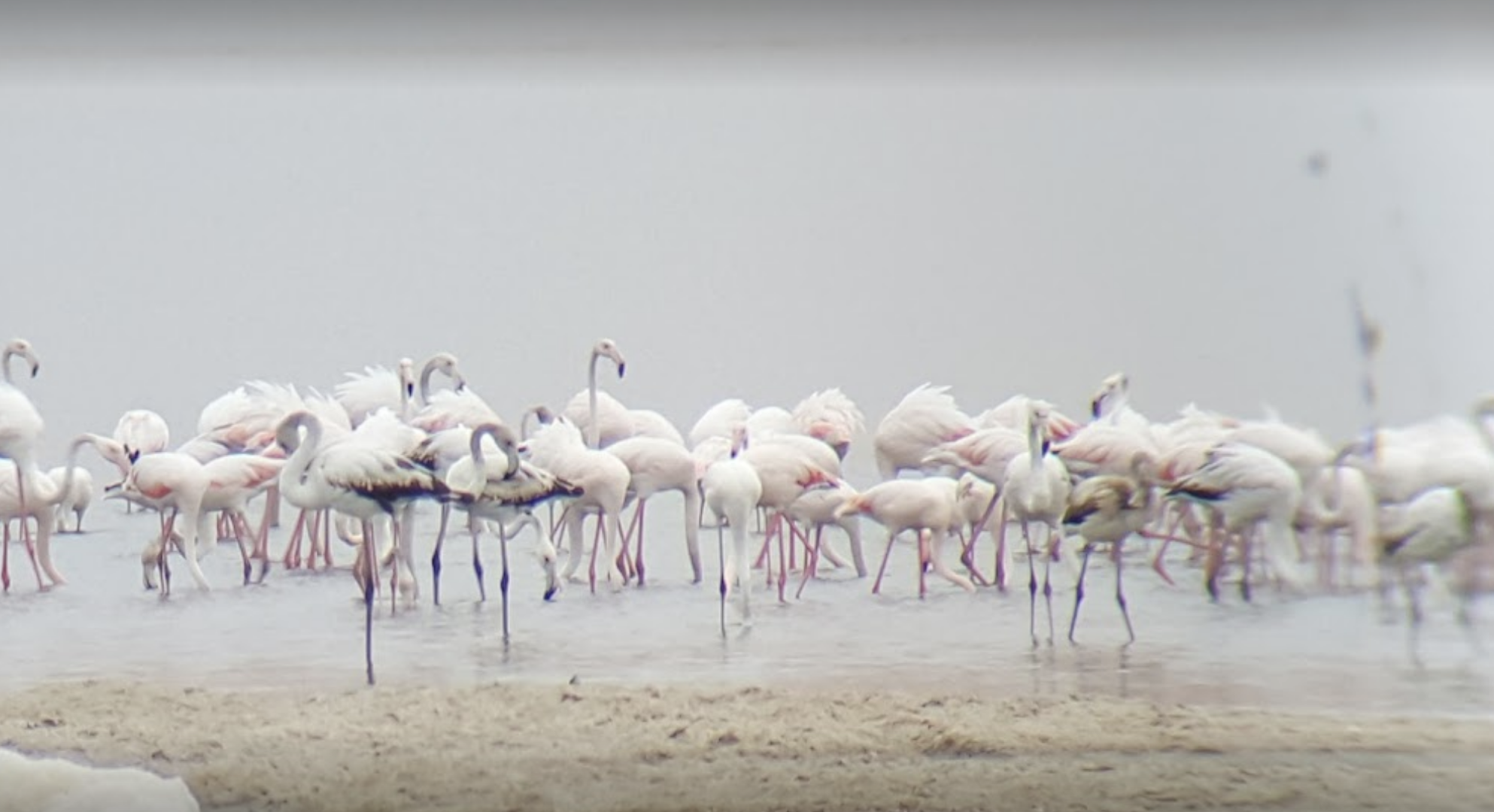 Bird Watching at Qarun Lake Protected Area