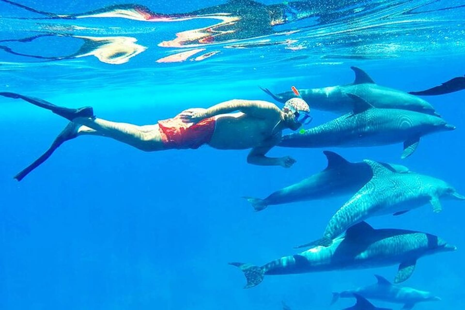 Dolphin House Snorkeling Trip