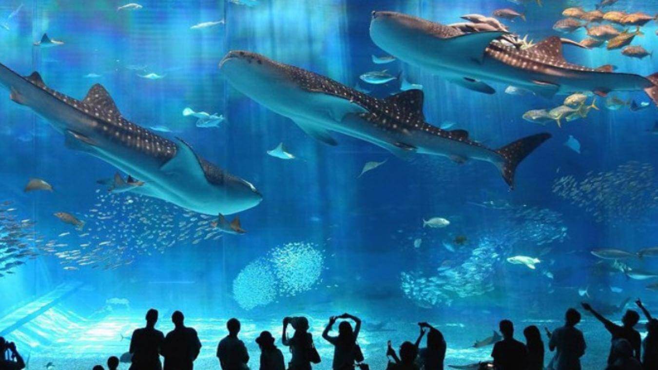 Hurghada Aquarium and Marine Museum