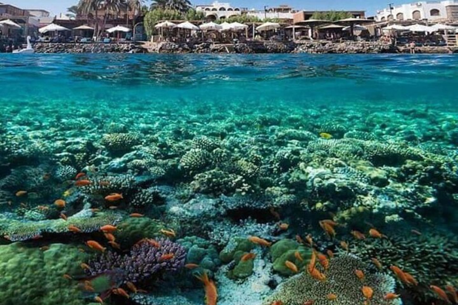Hurghada Coral Reef Diving