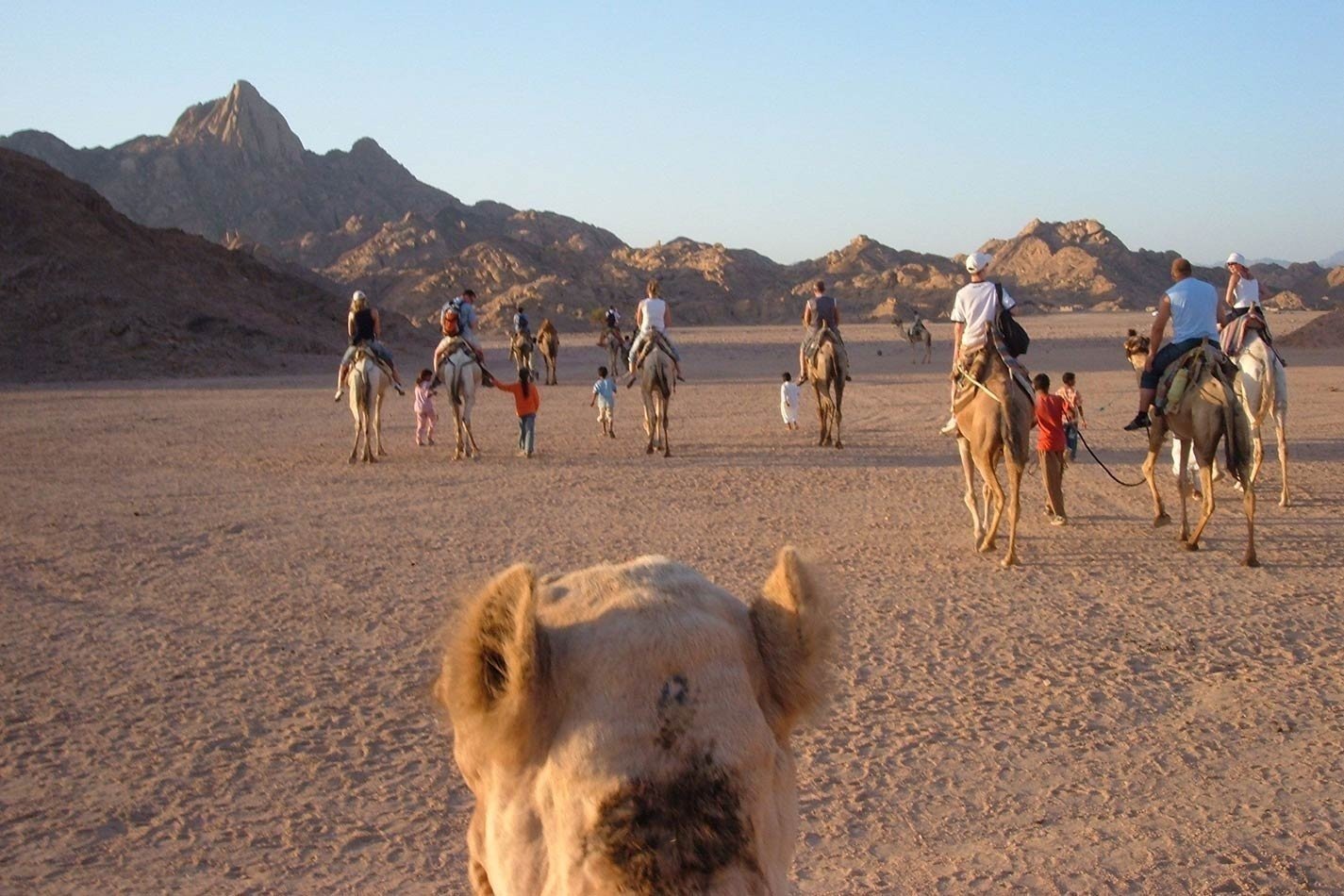 Camel Ride and Bedouin Dinner