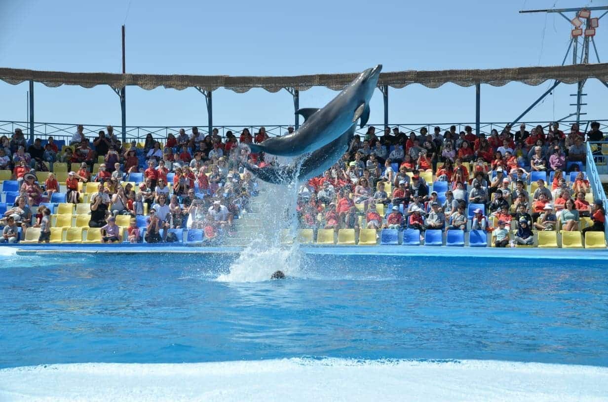 Dolphin Show at Sharm El Sheikh